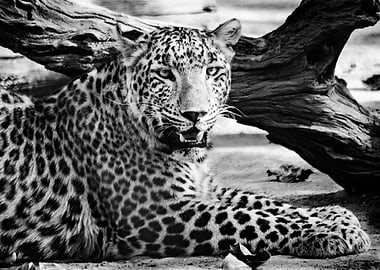 The Leopard