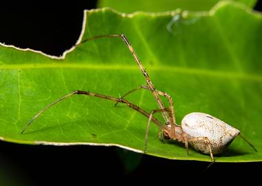 Macro spider on the plant