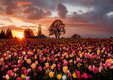 Tulip Fields Sunset