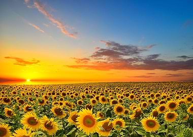 Sunflower fields