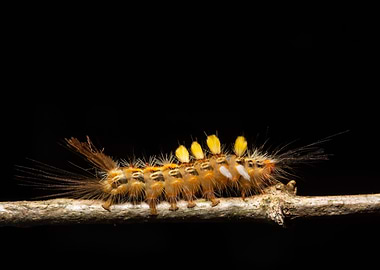 Macro worm on the plant