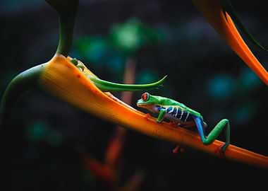Red Eyed Tree Frog