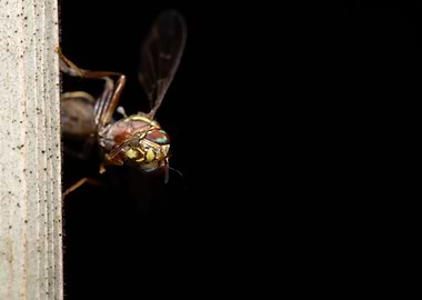Macro fruit fly on the pla