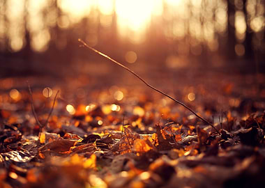 Beautiful Leaves Art