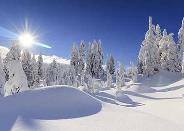 Winter landscape