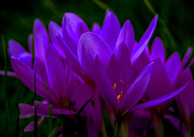 Autumn crocus