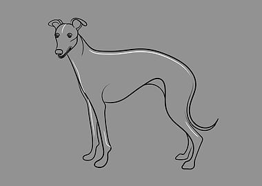 Whippet Dog