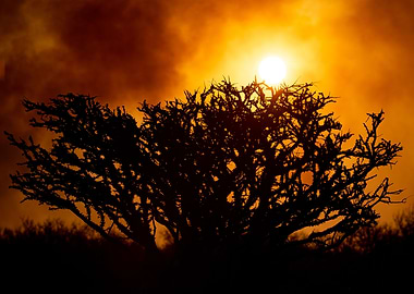 The burning bush