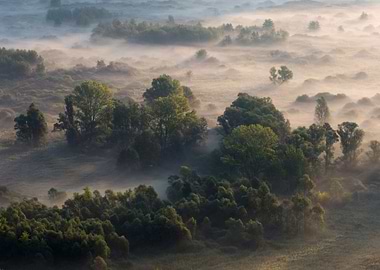 Trees in the morning mist