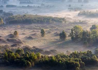 Trees in the morning mist