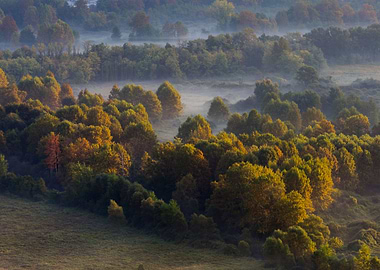 Trees in the morning mist