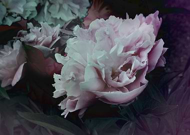 Peonies