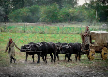 Buffalo cart