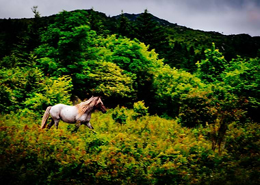 Running Wild Pony