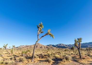 Joshua Tree National Park