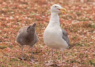 Gull and Chick