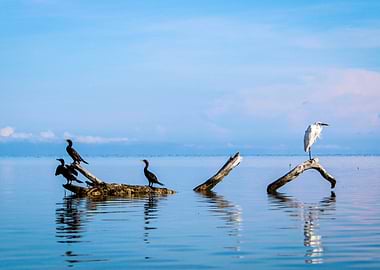 Admiring the horizon