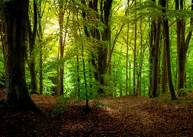 Summer Forest