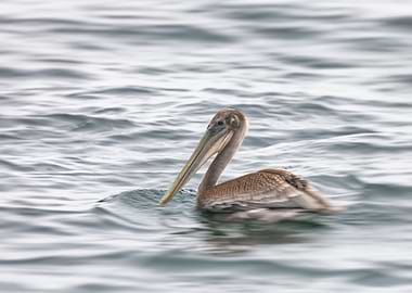 California Brown Pelican