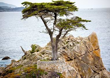 Lone Cypress