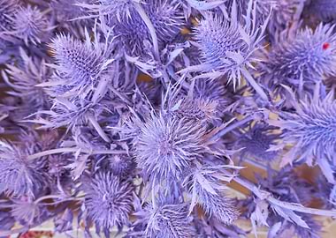 purple flower in bloom