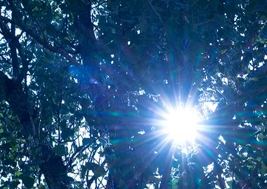 Sun rays through leafs