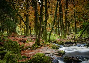 Autumn Woodland