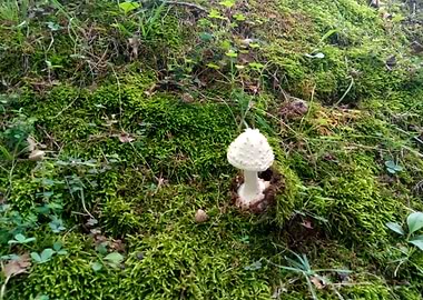 Tiny White Fairy Mushroom