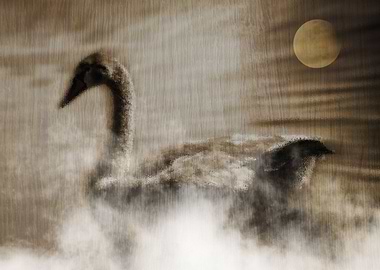 The swan