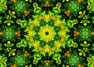 symmetry in nature 2