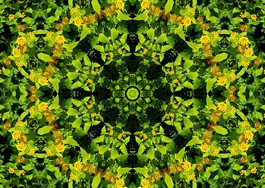 symmetry in nature 1