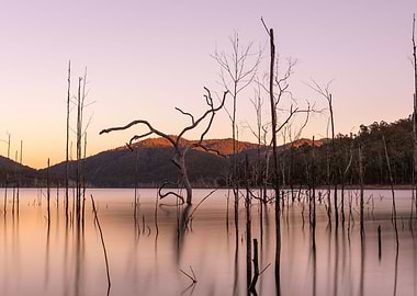 Dead trees over sunset