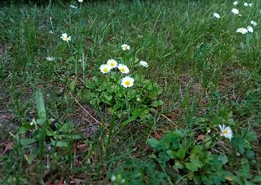 Tiny Daisies