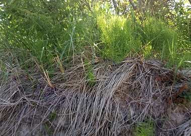 Superior Shoreline Grasses