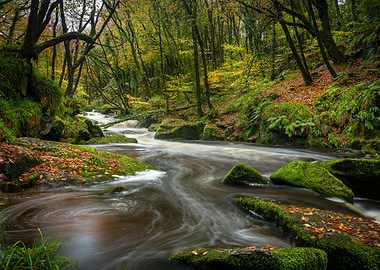 River through the Woods