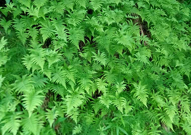 Fern Frenzy