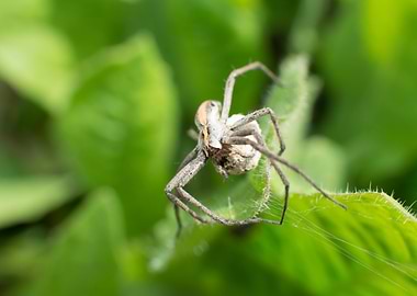 Nursery web spider