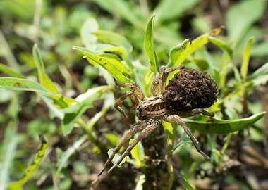 Wolf spider with babies