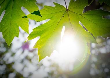 Leaves with lens flare