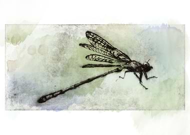 Dragonfly