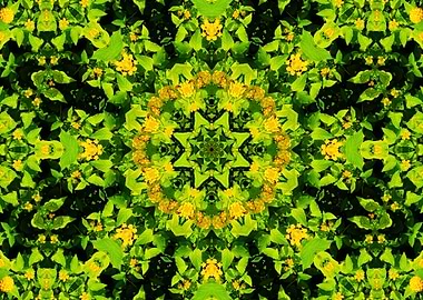 symmetry in nature 4