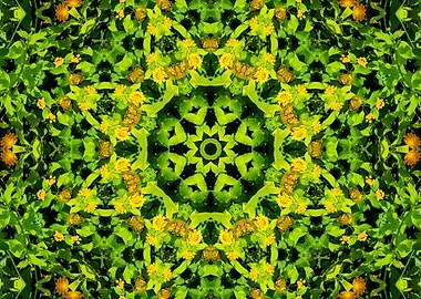 symmetry in nature 3