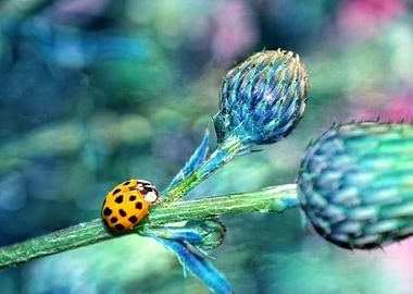 Ladybird in blue
