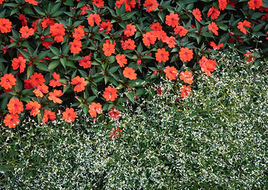 Red and White Flowers