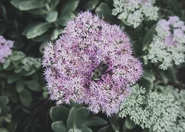 Bee on Flower Vintage