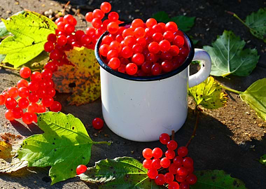 Red viburnum in a mug