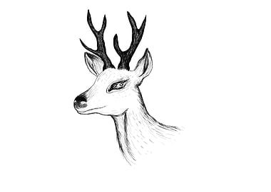 Sketched deer