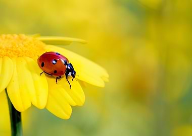 A ladybug