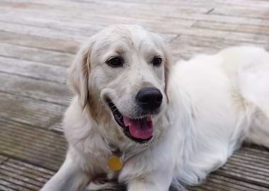 Golden Retriever