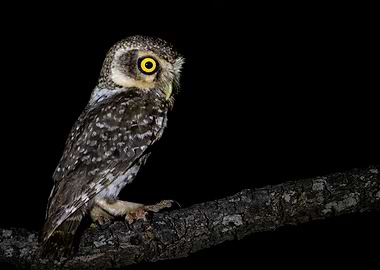 Owlet